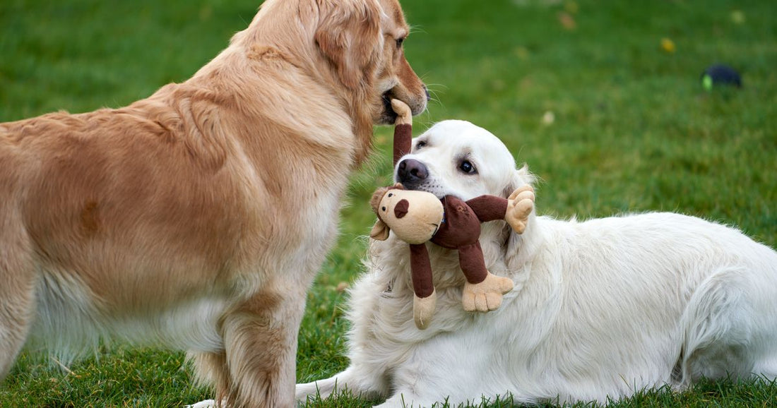 Best Dog Toys to Buy in Bulk Online