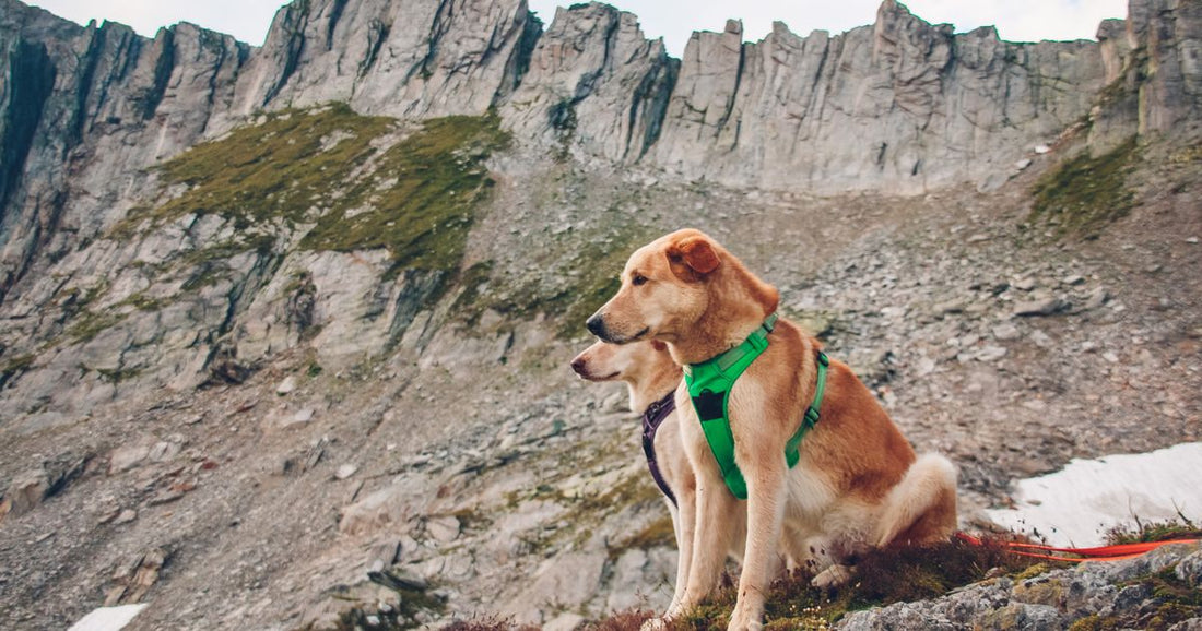 Best Dog Harness Wholesale Bulk Orders for Resellers