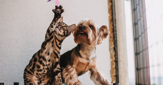 Best Bulk Dog & Cat Toy Suppliers 2026: Top 5 Ranked