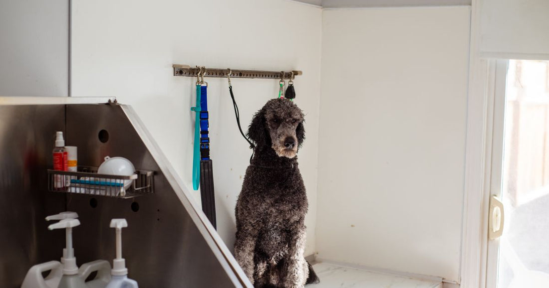Best Pet Grooming Supplies Bulk Ordering 2026: Top 5 Ranked