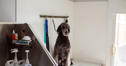 Best Pet Grooming Supplies Bulk Ordering 2026: Top 5 Ranked
