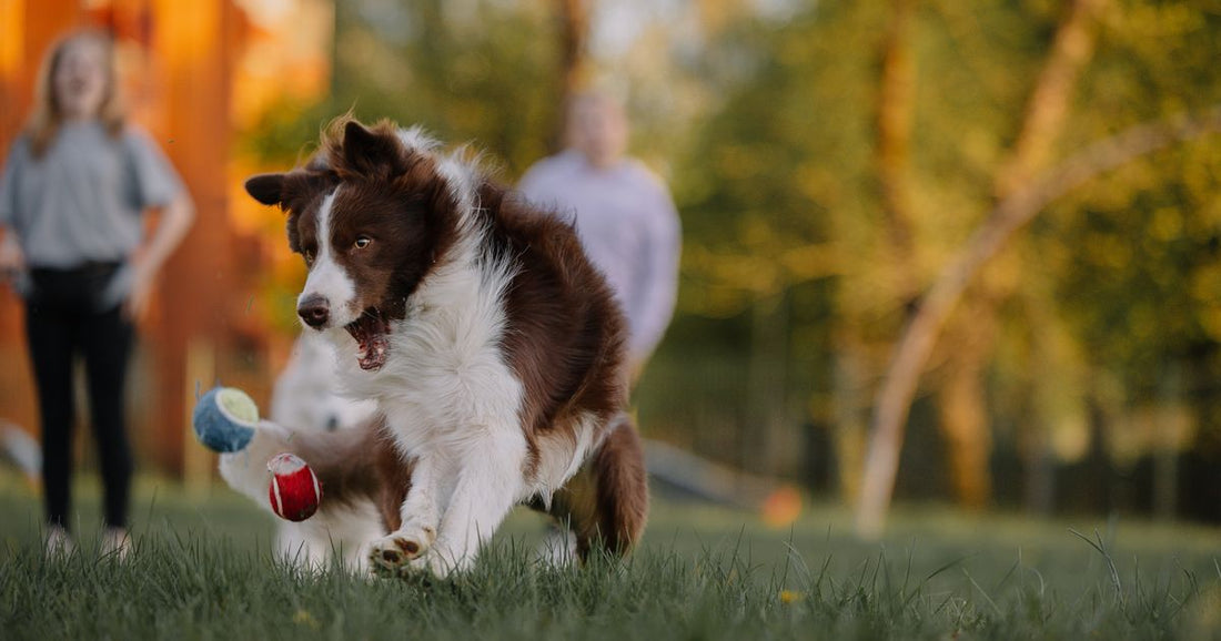 Best Pet Bouncing Balls for Dogs & Cats in Bulk