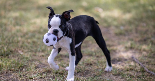 Best Wholesale Pet Bouncing Balls for Resale