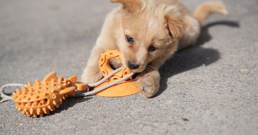 Buy Pet Toys Wholesale in Bulk: Complete Sourcing Guide